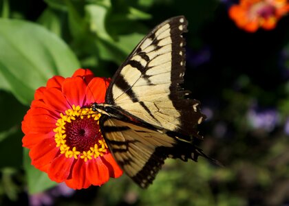 Flower monarch butterfly insect photo