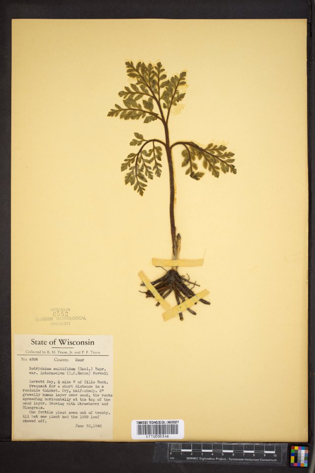 Botrychium multifidum Garrett Bay Wisconsin