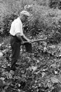 Bosbewerking, arbeiders, stobben blootgraven, Bestanddeelnr 170-0769