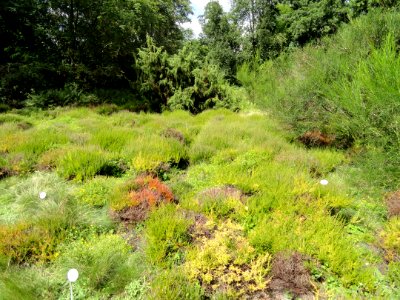 Botanischer Garten, Frankfurt am Main - DSC02605