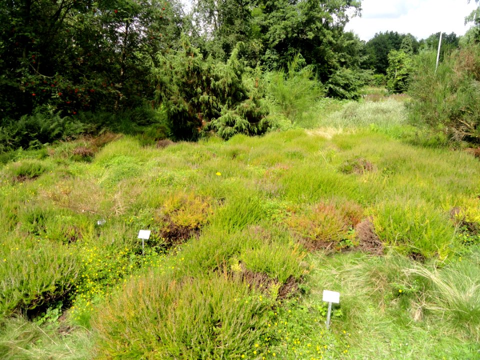 Botanischer Garten, Frankfurt am Main - DSC02601