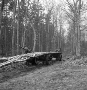 Bosbewerking, arbeiders, paard-en-wagen, boomstammen, Bestanddeelnr 251-9694