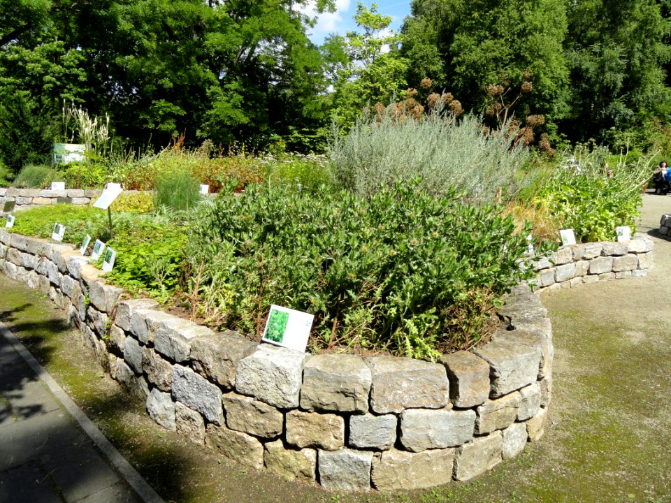 Botanischer Garten, Frankfurt am Main - DSC02685