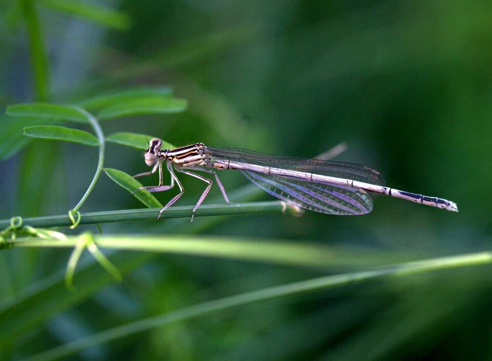 Wings rest plant