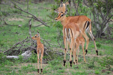 Buck wildlife nature
