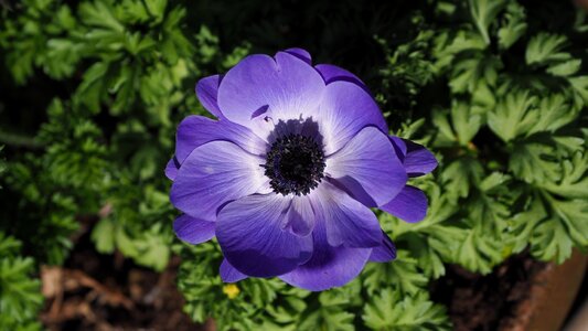 Ranunculaceae spring garden