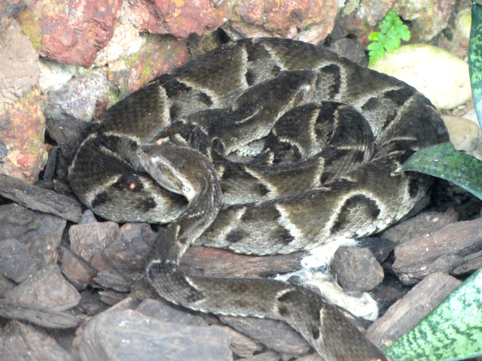 Bothrops moojeni - Jardim Zoológico de Brasília - DSC09978