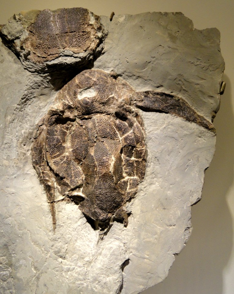 Bothriolepis canadensis, Late Devonian, Escuminac Formation, Quebec, Canada - Houston Museum of Natural Science - DSC01717