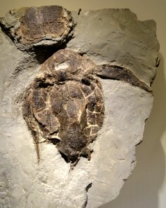 Bothriolepis canadensis, Late Devonian, Escuminac Formation, Quebec, Canada - Houston Museum of Natural Science - DSC01717