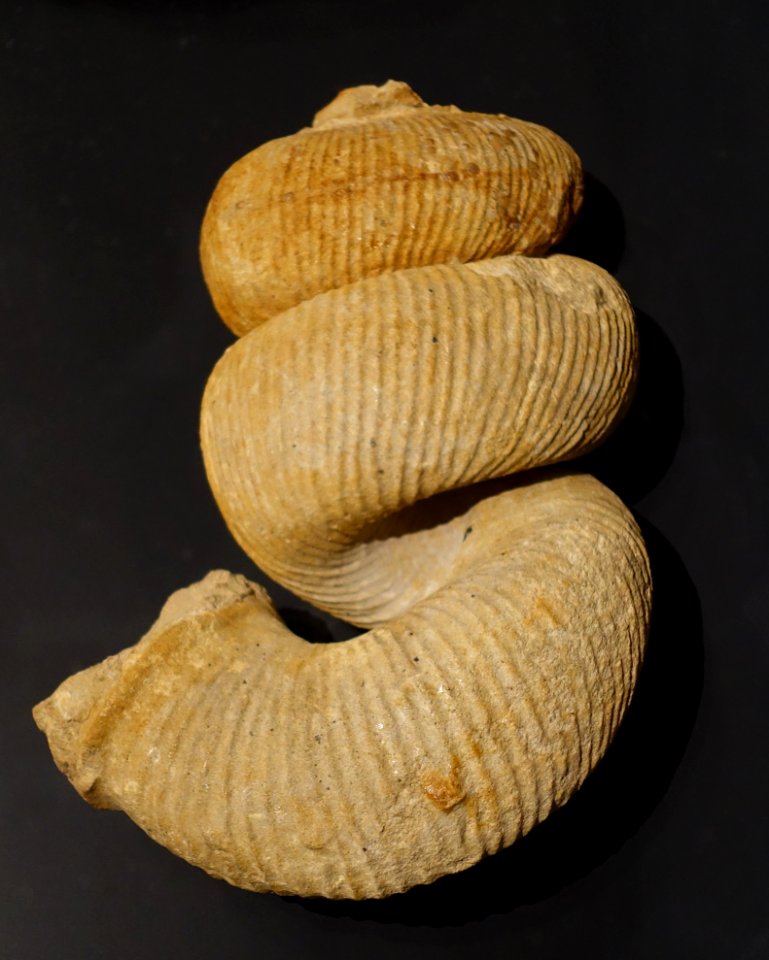 Bostrychoceras polyplocum, Ammonit - Museum fur Naturkunde, Berlin - DSC00094