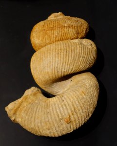 Bostrychoceras polyplocum, Ammonit - Museum fur Naturkunde, Berlin - DSC00094