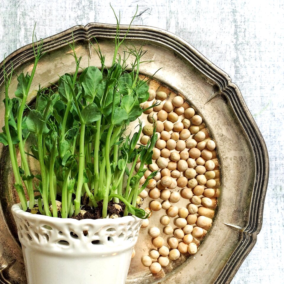 Grow pea silver tray
