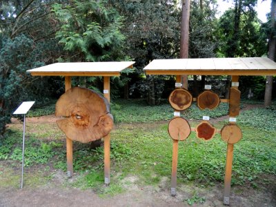 Botanischer Garten Freiburg - DSC06472