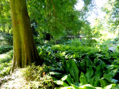 Botanischer Garten, Frankfurt am Main - DSC02531