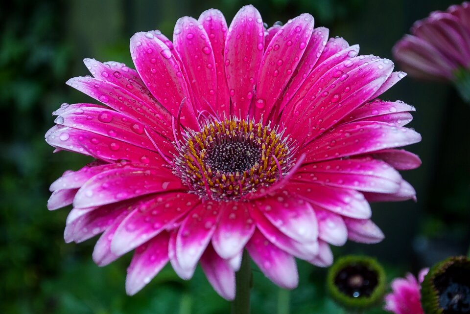 Garden plant nature