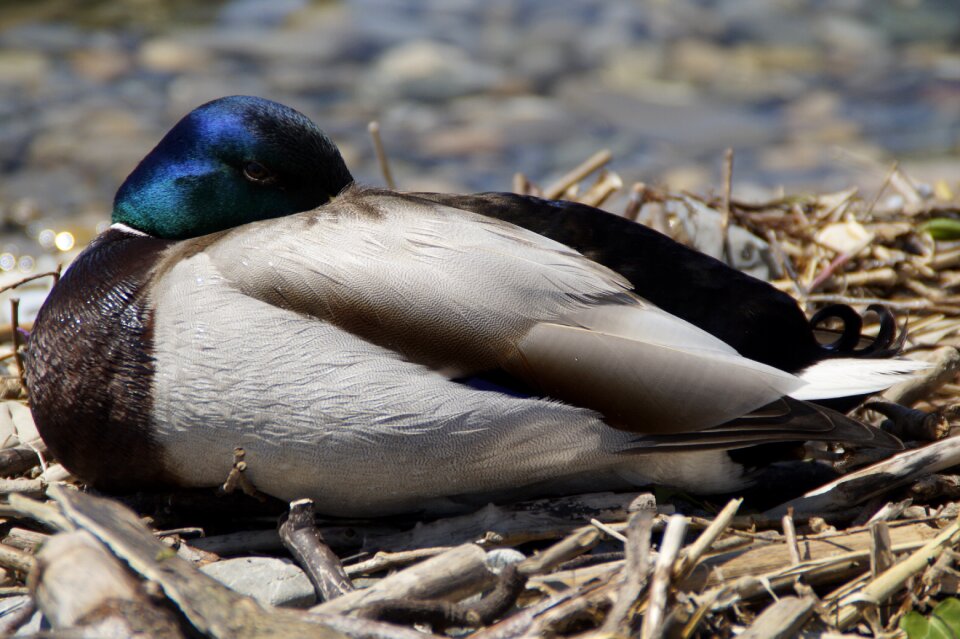 Mallard duck bird water bird