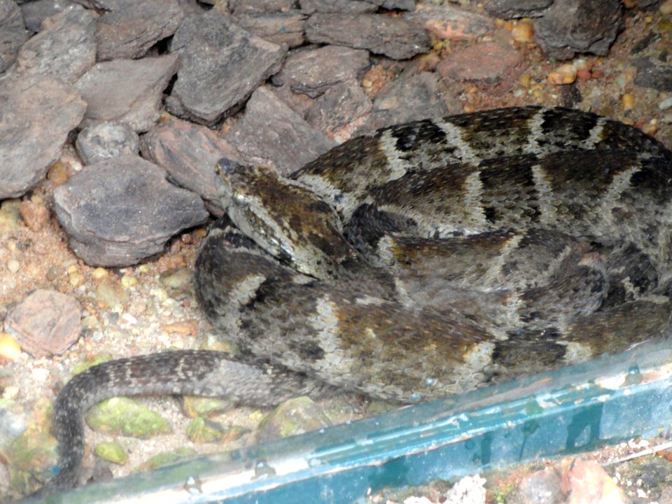 Bothrops leucurus - Jardim Zoológico de Brasília - DSC09980