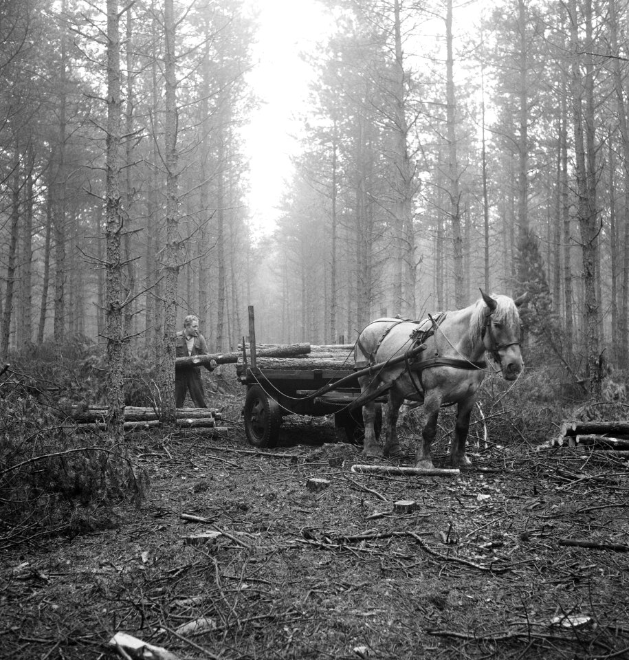 Bosbewerking, arbeiders, paard-en-wagen, boomstammen, laadwerkzaamheden, Bestanddeelnr 253-5930