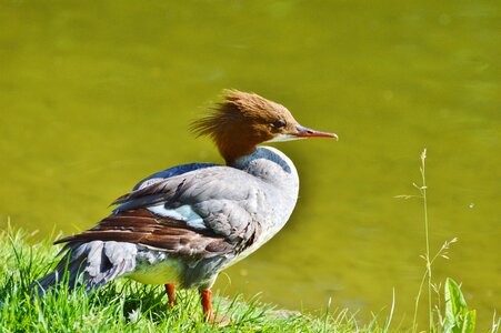 Bird poultry animal photo