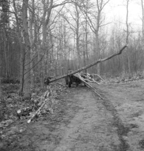 Bosbewerking, arbeiders, paard-en-wagen, boomstammen, Bestanddeelnr 251-9696
