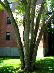 Botanic Gardens - Harvard University - DSC01421