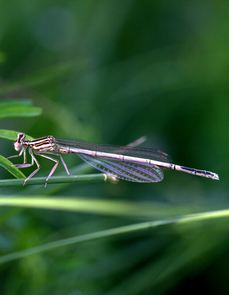 Wings plant nature