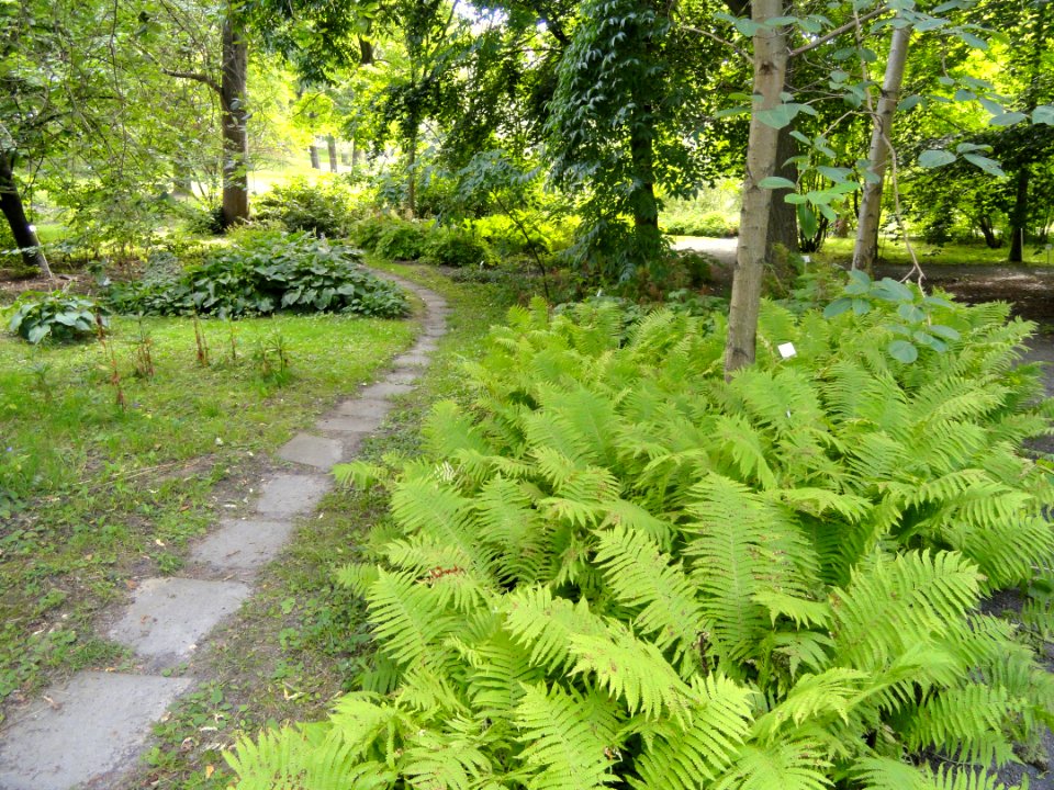 Botanical Garden in Kaisaniemi - DSC03767