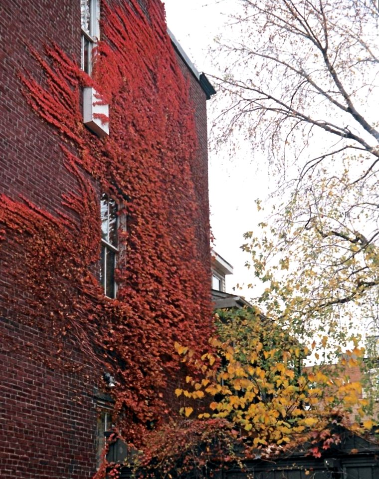 Boston ivy, South Side, 2008-11-22