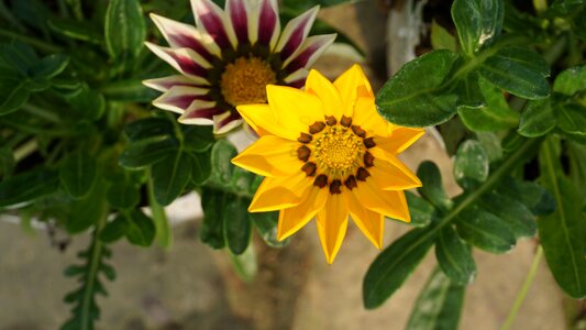 Plant green floral photo