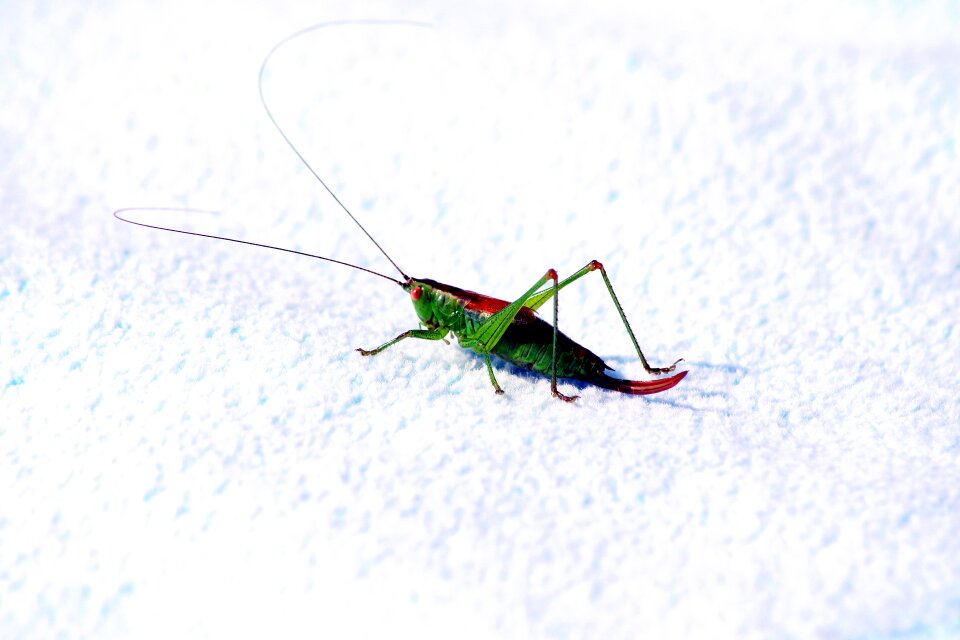 Nature animal grasshopper photo