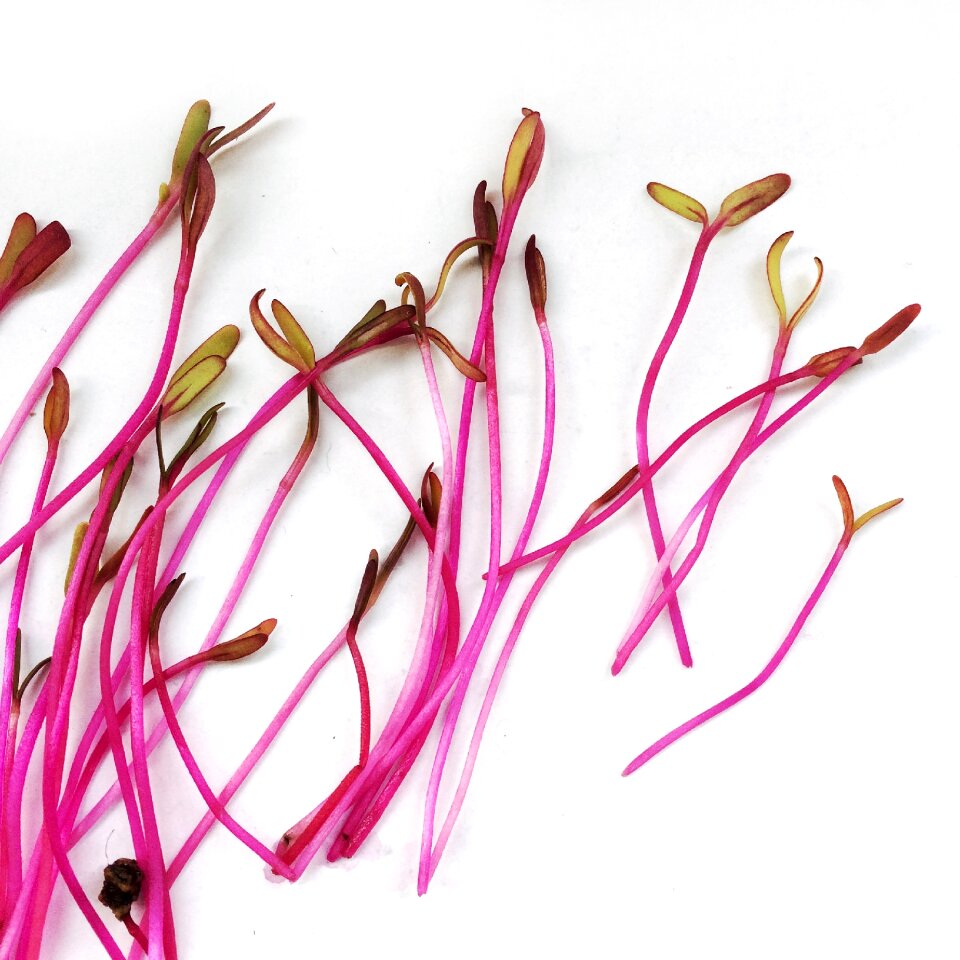 Germination beetroot grow