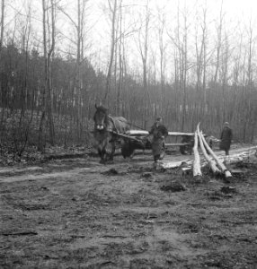 Bosbewerking, arbeiders, paard-en-wagen, boomstammen, Bestanddeelnr 251-9692