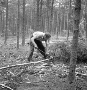 Bosbewerking, boomstammen, arbeiders, bomen vellen, Bestanddeelnr 251-8068