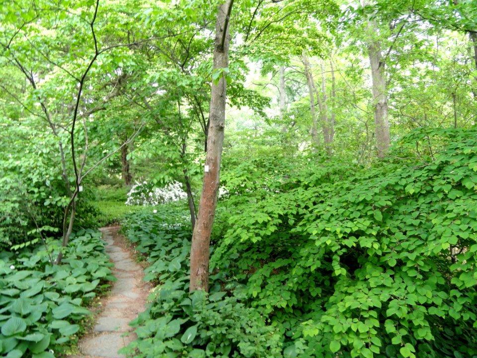 Botanischer Garten Freiburg - DSC06366