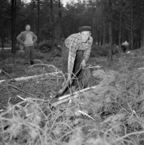 Bosbewerking, arbeiders, bomen, gereedschappen, Bestanddeelnr 251-9123
