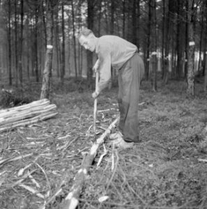 Bosbewerking, arbeiders, bomen, gereedschappen, Bestanddeelnr 251-9122