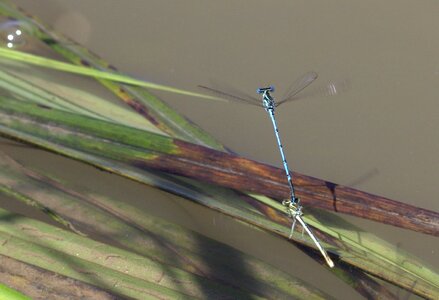 Dragonflies mating water