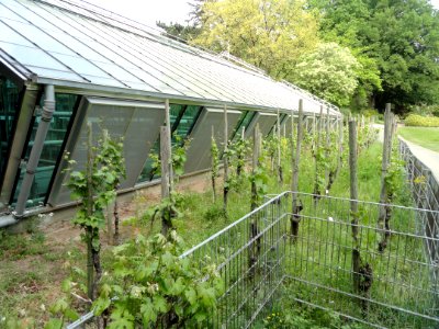 Botanischer Garten Freiburg - DSC06394