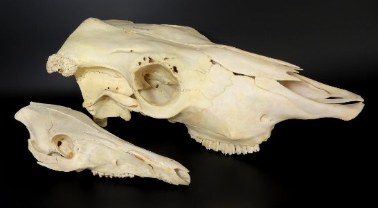 Bos primigenius f. taurus, Sus scrofe - cranium (skull comparison)