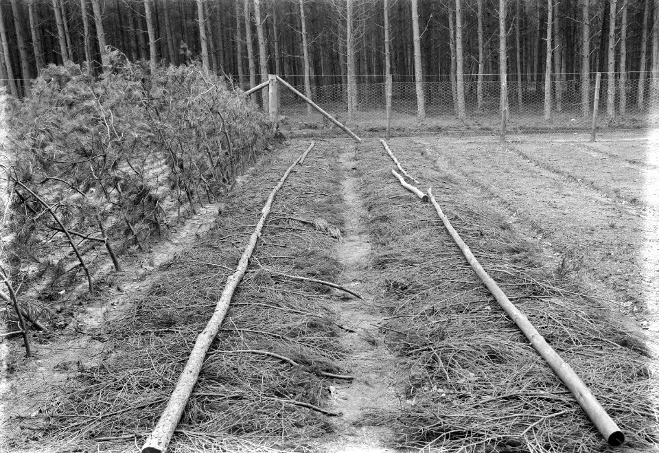 Bosaanleg en kwekerij, afdekken jonge aanplant, douglas, Bestanddeelnr 165-0372