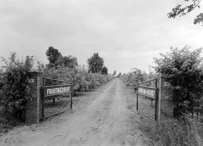 Bosaanleg en kwekerij, fruitbedrijven, Bestanddeelnr 165-0384