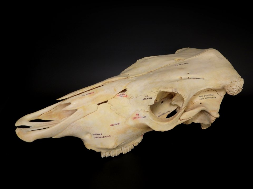 Bos primigenius f. taurus - cranium 2