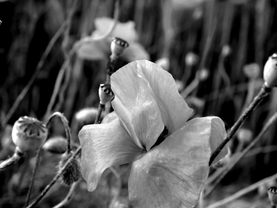 Poppy black and white poppy buds poppy buds black and white