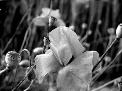 Poppy black and white poppy buds poppy buds black and white photo