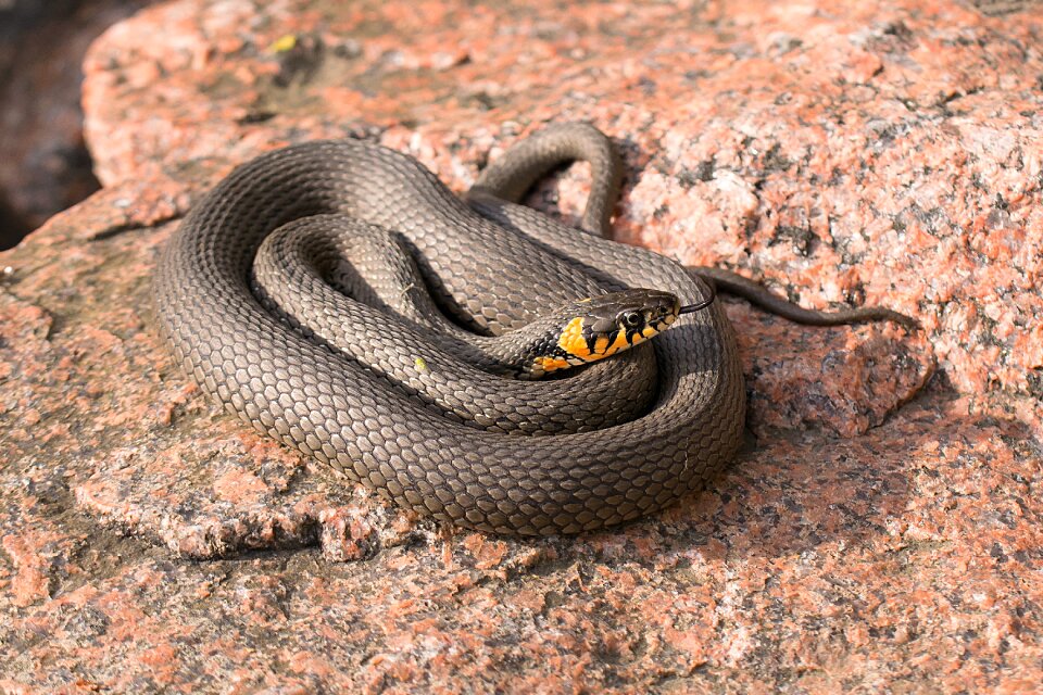 Grass snake reptile natrix natrix