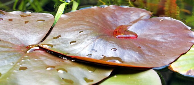 Nuphar pumila leaf aquatic plant nature photo