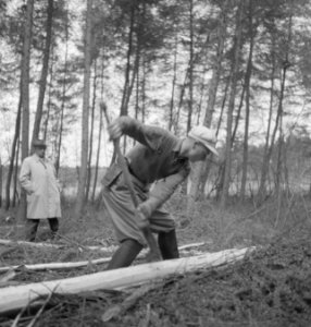 Bosbewerking, arbeiders, boomstammen, bomen vellen, Bestanddeelnr 251-9305