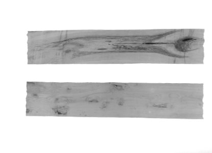 Bosbescherming, ingegroeide dode noesten, ingerotte plekken, eik, Bestanddeelnr 165-0510