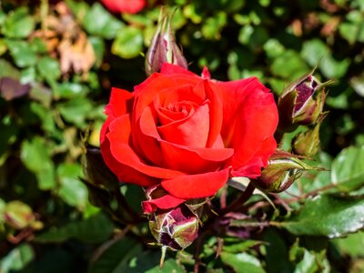 Flower red rose blossom photo