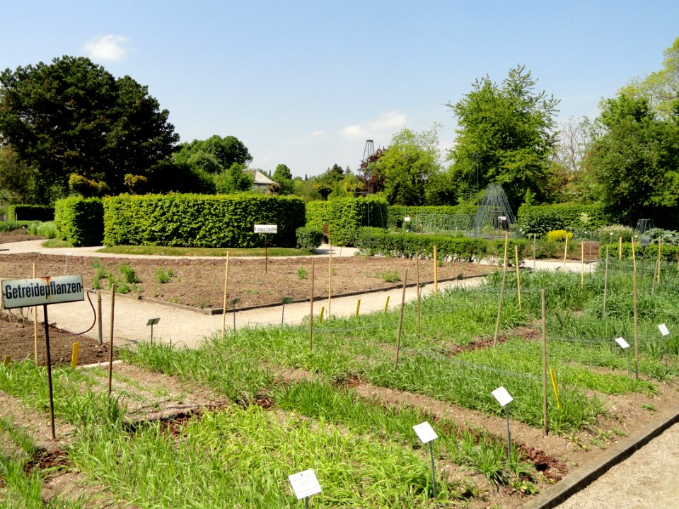 Botanischer Garten München-Nymphenburg - DSC07820